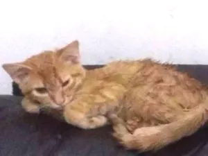 Gato raça indefinida idade 2 a 6 meses nome Batata