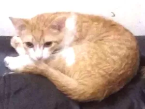 Gato raça Sem Raça definida idade 2 a 6 meses nome Amendoin