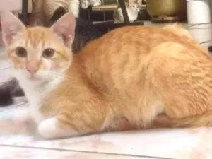 Gato raça indefinida idade 2 a 6 meses nome Paçoca