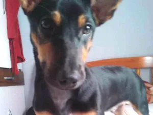 Cachorro raça Sem raça definida idade 2 a 6 meses nome Biscoito