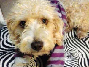 Cachorro raça srd idade 3 anos nome Mossoró
