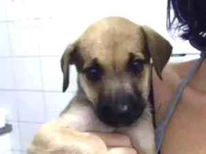 Cachorro raça  idade 2 a 6 meses nome Sem nome