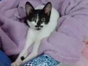 Gato raça SRD idade 2 a 6 meses nome frajolinha