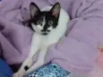 frajolinha