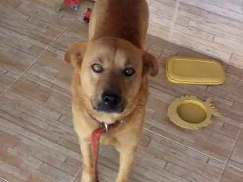 Cachorro ra a Srd idade 3 anos nome Simba