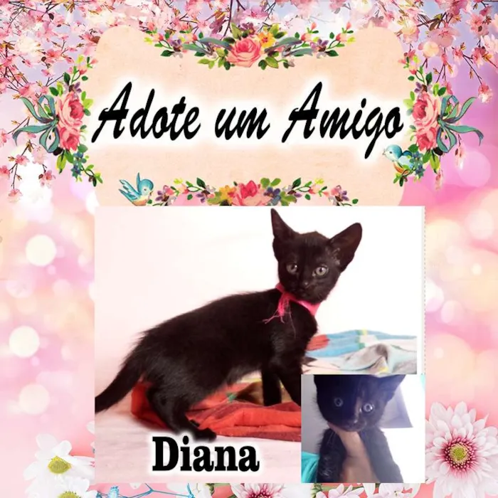 Gato ra a SRD idade 2 a 6 meses nome 4 Gatinhos