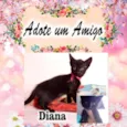 4 Gatinhos