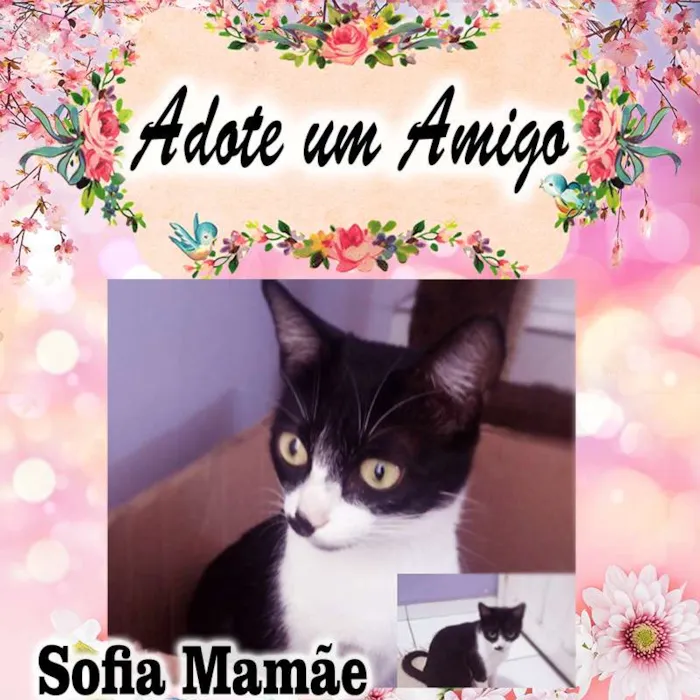 Gato ra a SRD idade 2 a 6 meses nome 4 Gatinhos