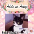 4 Gatinhos