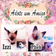 4 Gatinhos