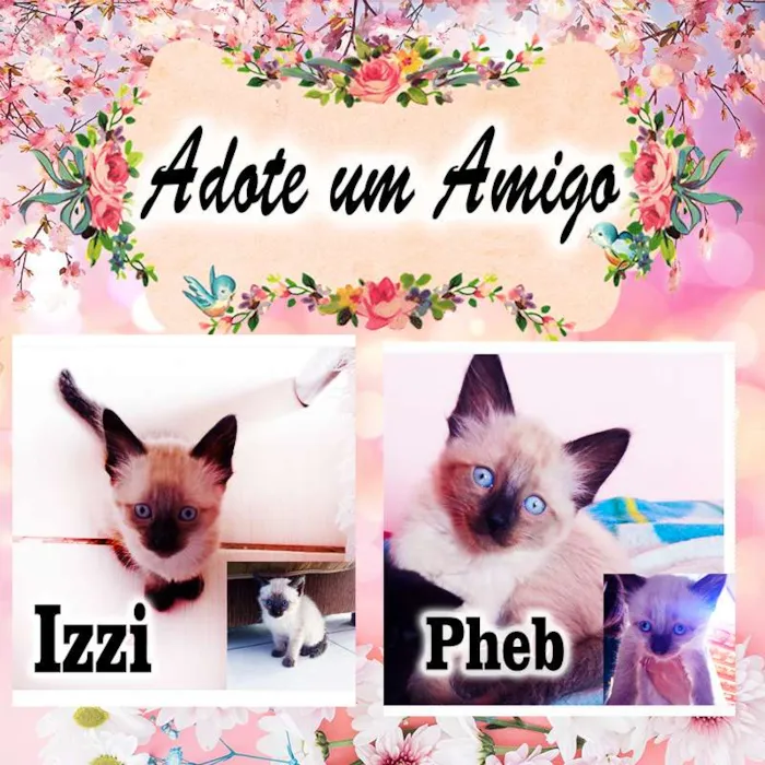 Gato ra a SRD idade 2 a 6 meses nome 4 Gatinhos