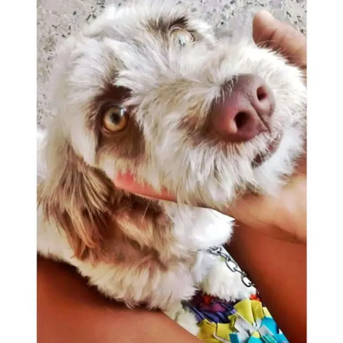 Cachorro ra a Pudo  idade 1 ano nome Lessi