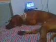 Zeus