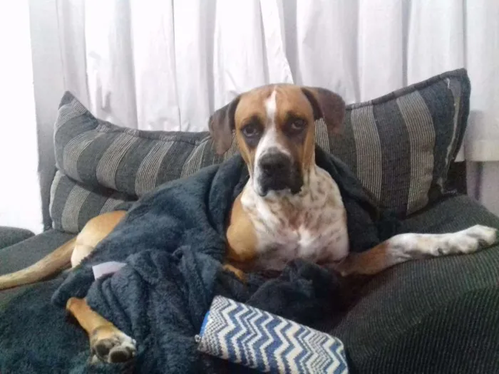 Cachorro ra a Boxer idade 3 anos nome Zeus