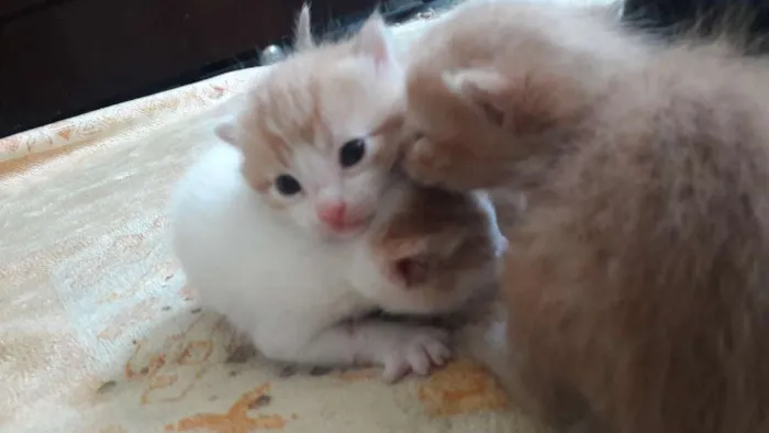 Gato raça Sem raça  idade Abaixo de 2 meses nome Sem nome