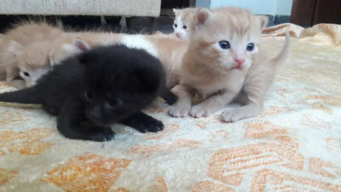 Gato raça Sem raça  idade Abaixo de 2 meses nome Sem nome
