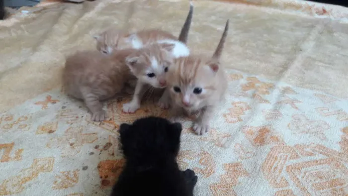 Gato raça Sem raça  idade Abaixo de 2 meses nome Sem nome