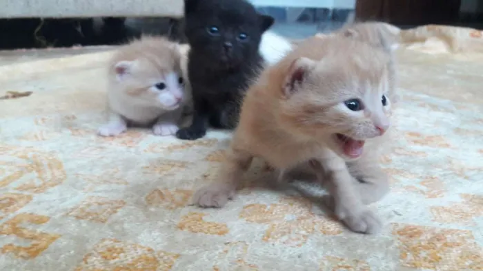 Gato raça Sem raça  idade Abaixo de 2 meses nome Sem nome