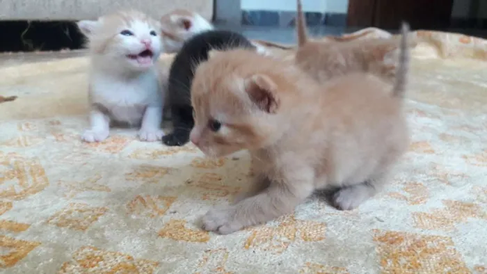 Gato raça Sem raça  idade Abaixo de 2 meses nome Sem nome