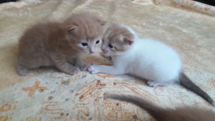 Gato raça Sem raça  idade Abaixo de 2 meses nome Sem nome