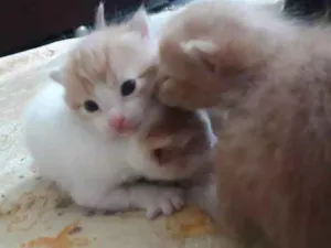 Gato raça Sem raça  idade Abaixo de 2 meses nome Sem nome