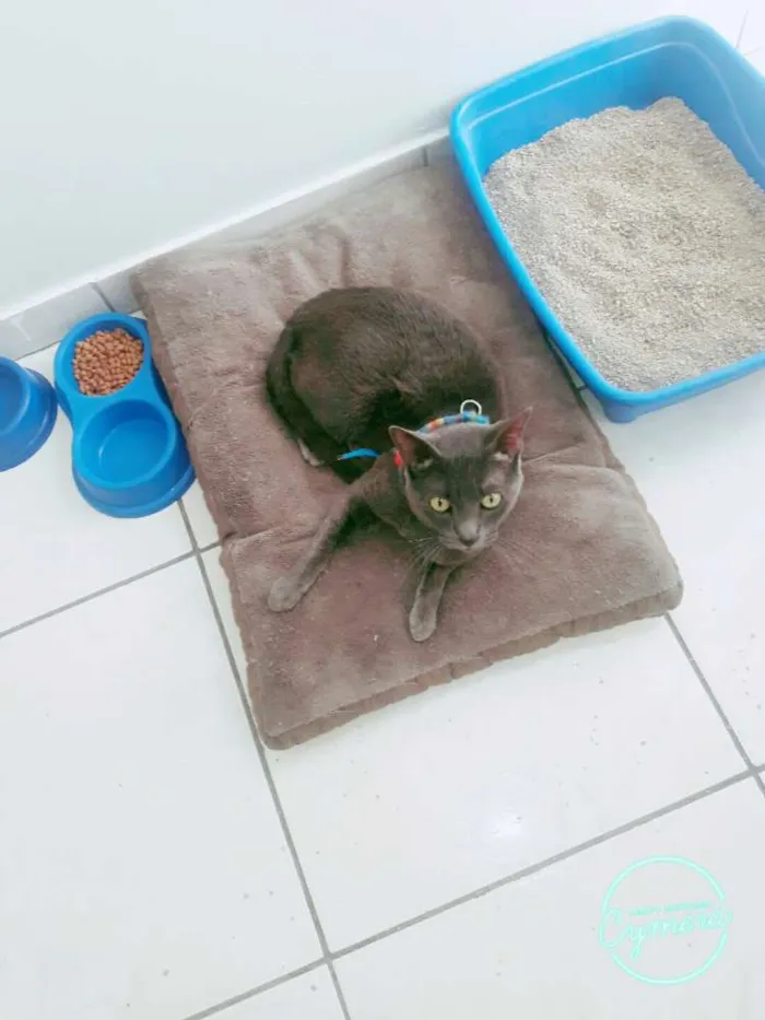 Gato ra a Rnd idade 2 anos nome Alvim