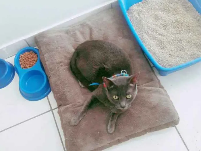 Gato ra a Rnd idade 2 anos nome Alvim