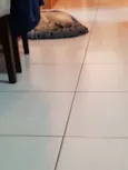 Loki