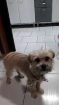 Loki