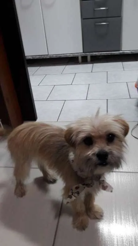Cachorro ra a  idade 1 ano nome Loki