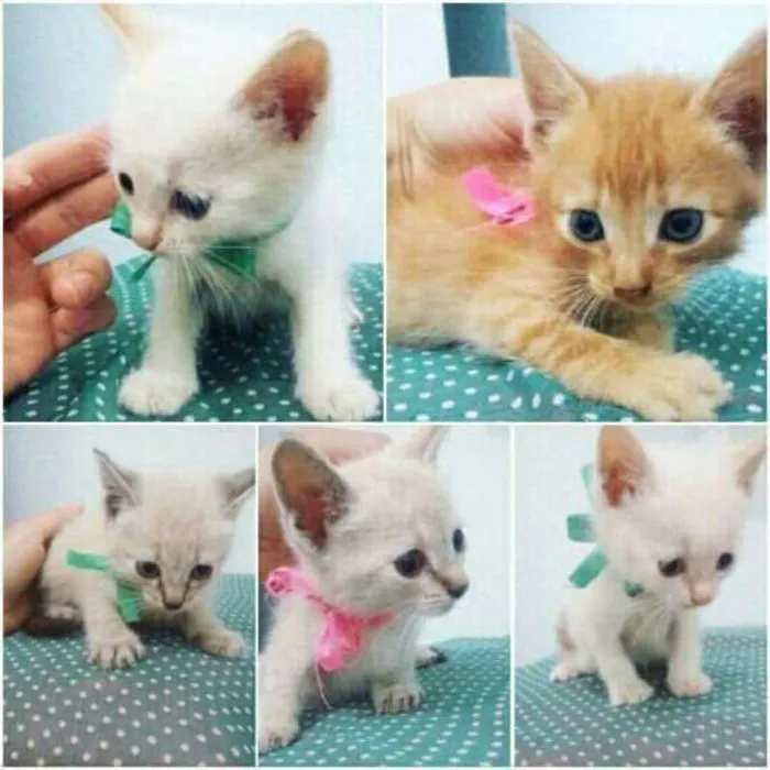 Gato raça  idade Abaixo de 2 meses nome Bebezinhos