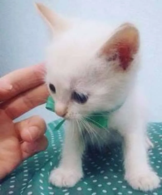 Gato raça  idade Abaixo de 2 meses nome Bebezinhos
