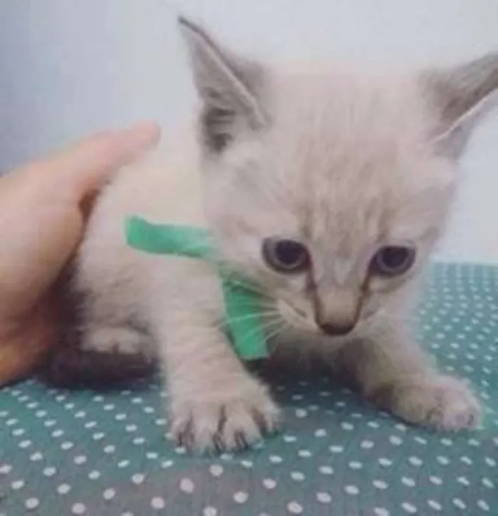 Gato raça  idade Abaixo de 2 meses nome Bebezinhos