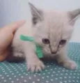 Bebezinhos