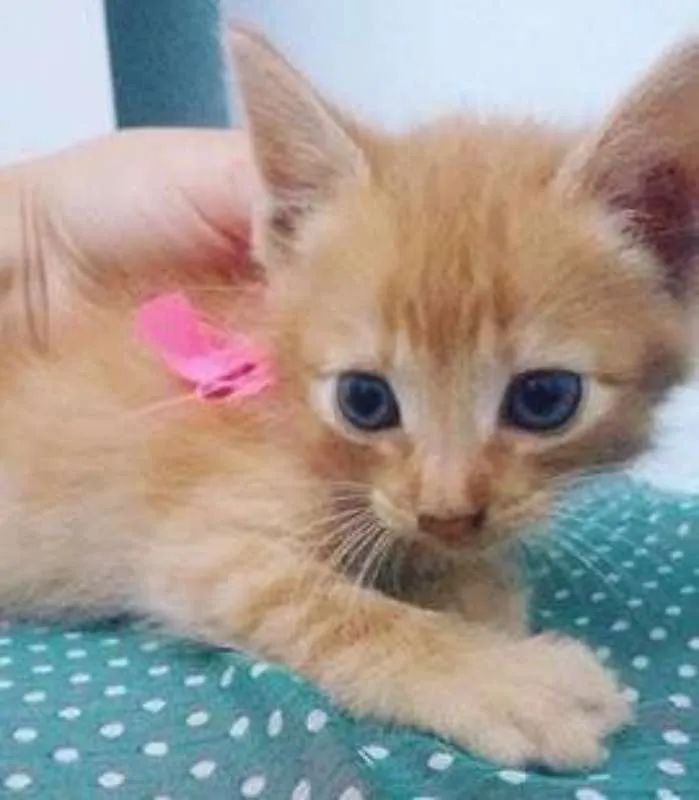 Gato raça  idade Abaixo de 2 meses nome Bebezinhos