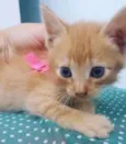 Bebezinhos