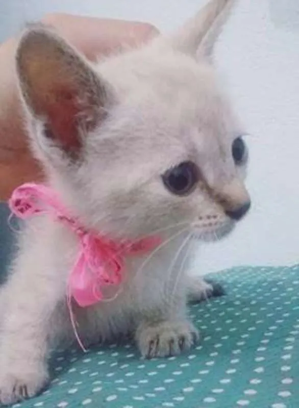 Gato raça  idade Abaixo de 2 meses nome Bebezinhos