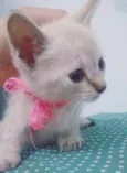Bebezinhos