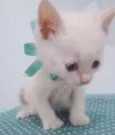 Bebezinhos