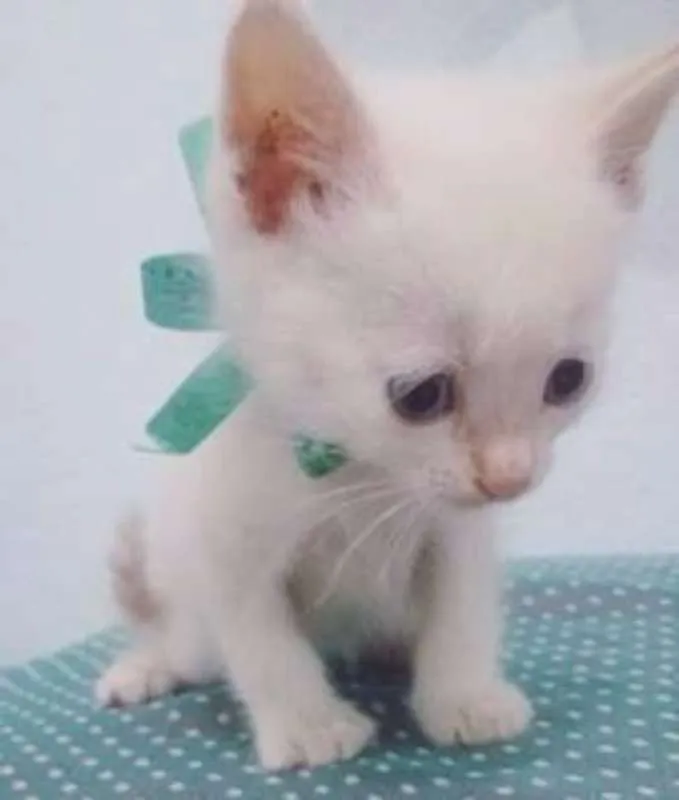 Gato raça  idade Abaixo de 2 meses nome Bebezinhos