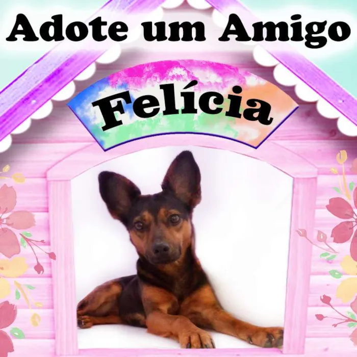 Cachorro ra a Pastor Alemão idade 1 ano nome Felícia