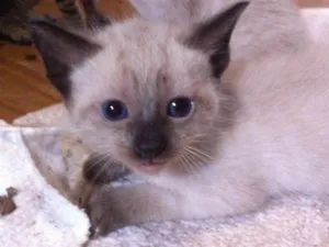 Gato raça Vira lata idade Abaixo de 2 meses nome Gatinho 