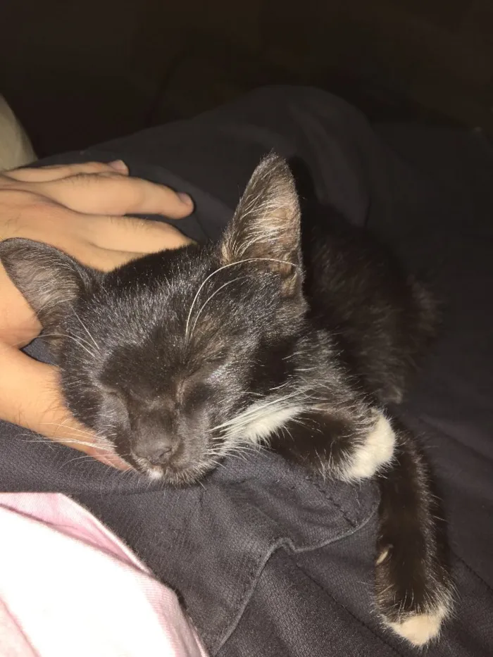 Gato ra a  idade Abaixo de 2 meses nome Aparecida