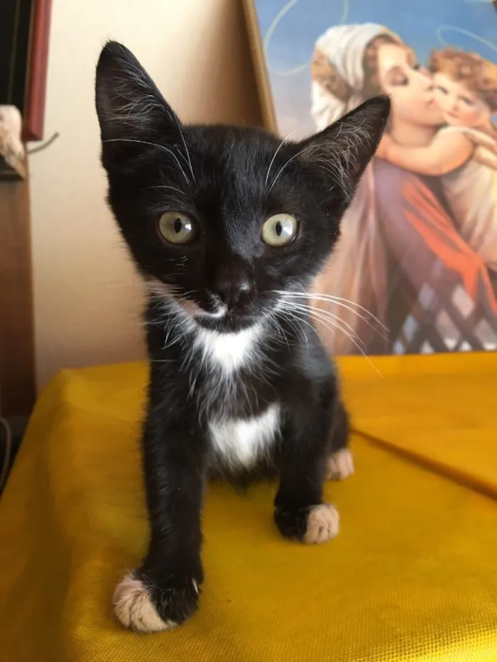 Gato ra a  idade Abaixo de 2 meses nome Aparecida