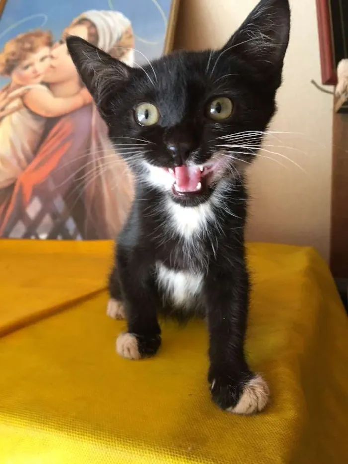 Gato ra a  idade Abaixo de 2 meses nome Aparecida