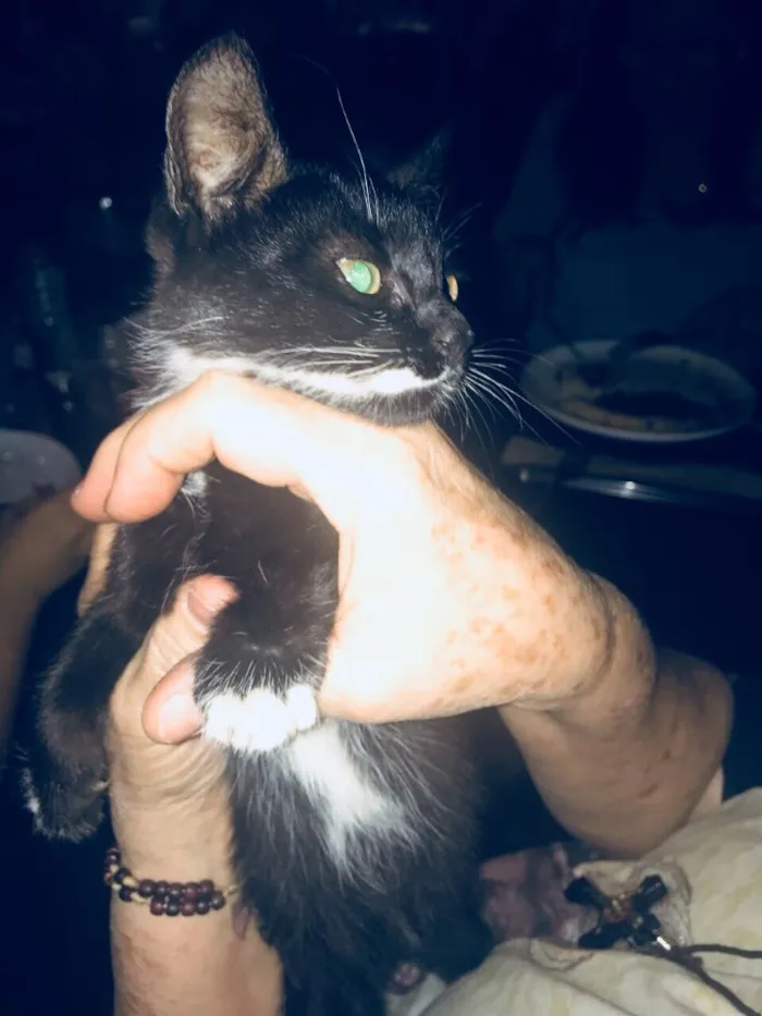 Gato ra a  idade Abaixo de 2 meses nome Aparecida