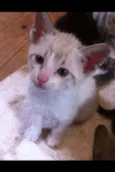 Gatinho 