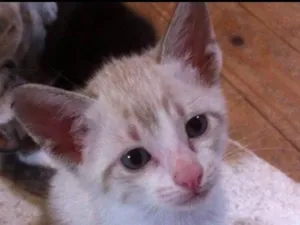 Gato raça Vira lata idade Abaixo de 2 meses nome Gatinho 