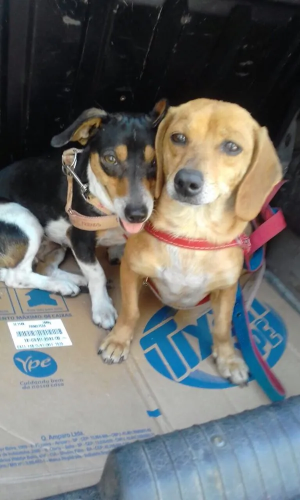 Cachorro ra a Mix de Basset e Srd tricolor idade 1 ano nome Kiara e Kira