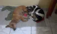 Kiara e Kira